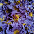 EU STANDARD Egyptian Smoking Blue Lotus Flowers Dried Nymphaea Caerulea Bulk Tea Dried Direct Supply | Test Report Available