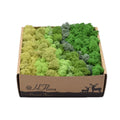 Custom Wholesale Decorative Walls in Hotels Companies and Homes Reindeer Moss Preserved Moss