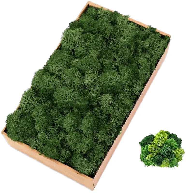 Hot Selling Wholesale Natural Moss Panel Box Preserved Fresh Grass Wall Decoration with Preserved Decorative Flowers