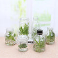 480ml Empty Phalaenopsis Orchid Seedling Greenhouse Equipment Screw Cap Flasks for Sale