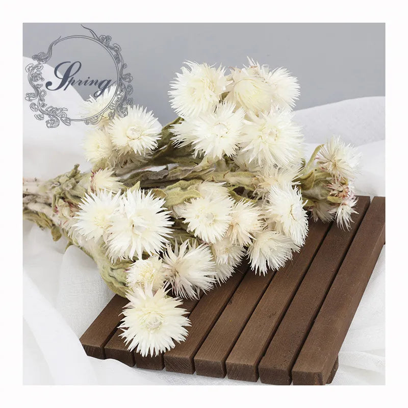 White Preserved Rock Chrysanthemum Daisy Dried African Dry Snow Lotus Flowers for Wedding Graduation Decor Mother's Day