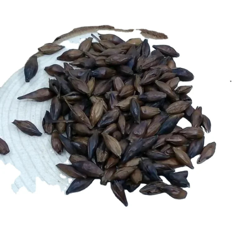Bulk Supply New Fried Malts Buds Coking Malt for Herbal Tea
