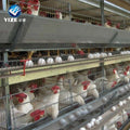 Factory Supply a Type Battery Cage for Poultry Layers/automatic Chicken Laying Egg Cages/brooder Chicken Coop