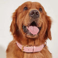 Heavy Duty Classic Genuine Leather Dog Pet Collar Soft Solid Color Padded Leather Dog Collars 100% Leather Padded Dog Collars