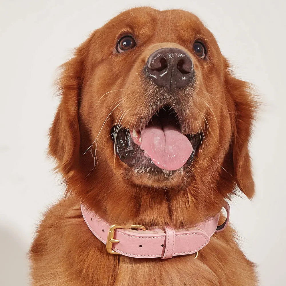 Heavy Duty Classic Genuine Leather Dog Pet Collar Soft Solid Color Padded Leather Dog Collars 100% Leather Padded Dog Collars