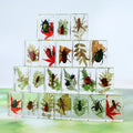 Insect in Resin Specimen Bugs Collection Arachnid Luminous Resin Paperweights Insect Specimen Bug for Kids Educational Toy