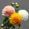 D-DAH003 Large Dahlia Artificial Flower Heads Whole Sale White Big Latex Fabric Dahlia Flower for Wedding Home Decor