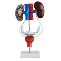Biological Model Teaching Aids Anatomical Female Vagina Female Urogenital System Model