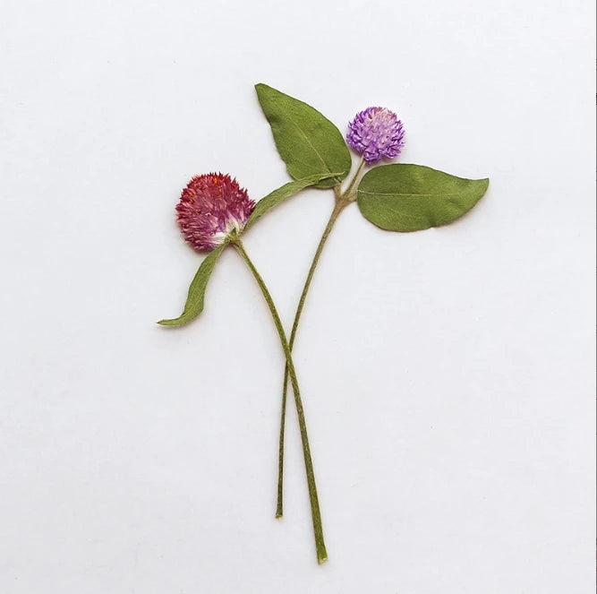 Real Gomphrena Globosa Pressed Flower Stickers Dried Globe Amaranth Epoxy Crafts for Christmas and Graduation Occasions