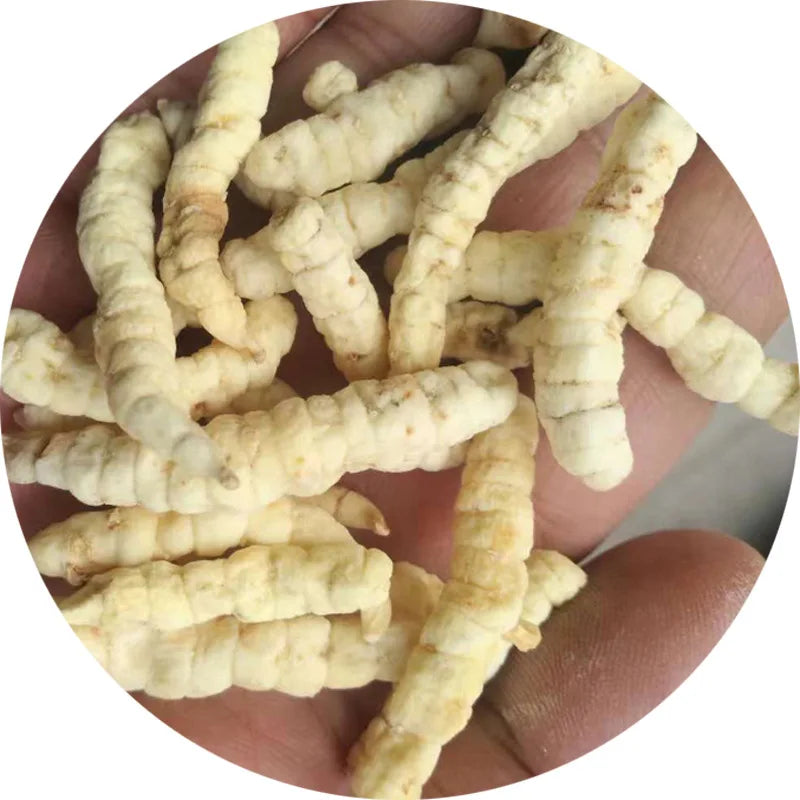 Edible Natural Premium Dried Chinese Artichoke Stachys Sieboldii Rhizome for Sale