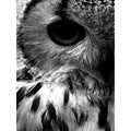 Diamond Painting Black White 5D DIY Full Square /Round Diamond Embroidery Animals Cross Stitch Mosaic Rhinestone Home Decor