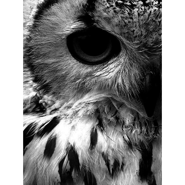 Diamond Painting Black White 5D DIY Full Square /Round Diamond Embroidery Animals Cross Stitch Mosaic Rhinestone Home Decor