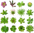 16 Pcs Mixed Artificial Succulent Flowers Plants Unpotted Decor Stems Artificial Succulents Plants Bulk Assorted Picks for Home