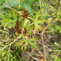 Wholesale Natural Geranium Wilfordii Whole Dried Geranium Wilfordii Herb Plants for Sale