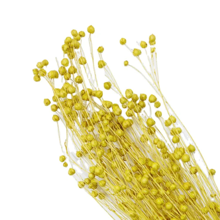 Wholesale Colorful Preserved Jequirity Immortal Flower Dried Flowers Abrus Precatorius for Christmas Chinese New Year & Easter MegaBDM