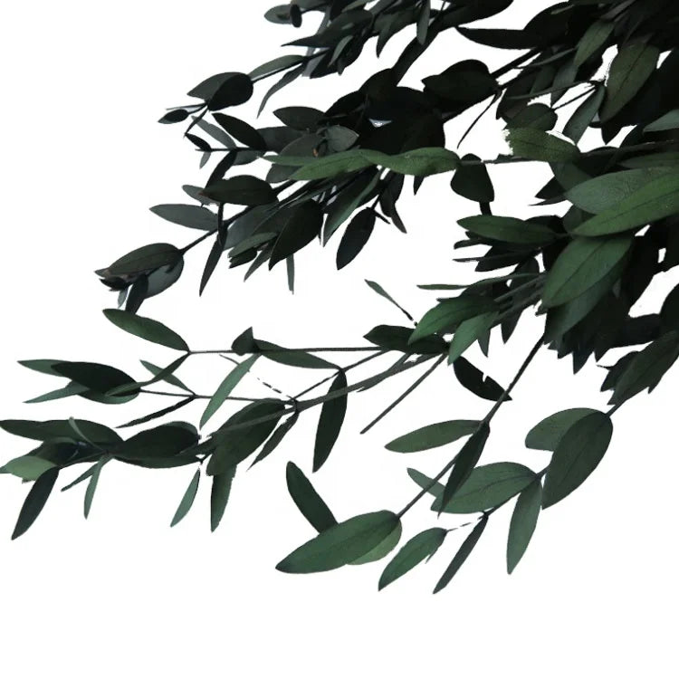 Dried Eucalyptus Leaves Flowers Preserved Eucalyptus Leaves Floral Decors Immortal Flower for Wedding Design MegaBDM