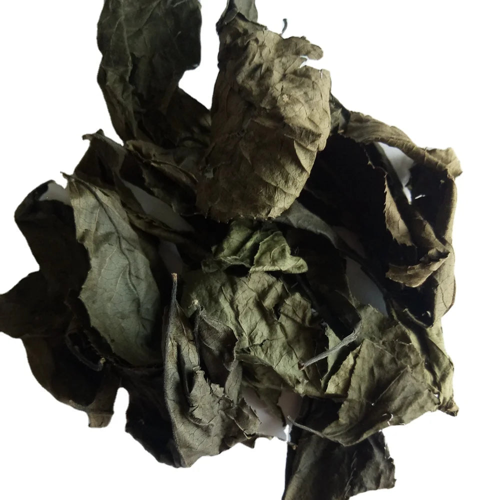 Du Zhong Ye China Native Hardy Rubber Tree Eucommia Leaf Eucommia Ulmoides Leaves for Sale