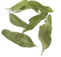 Additives Free Natural Dried Sword-leaf Dogbane Leaf Raw Pure Apocynum Venetum Leaves for Sale