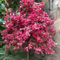 Factory Wholesale T-0395 Silk Flowers Bougainvillea Artificial Triangle Plum Bougainvillea for Wedding Decoration