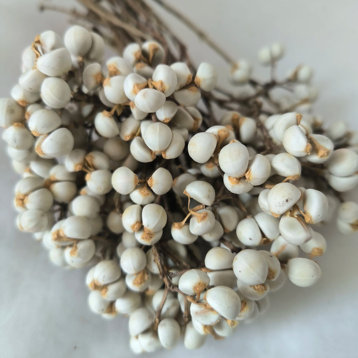 Hot Selling Preserved Excoecaria Sebifera Tallow Berries for Christmas Decoration MegaBDM