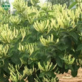 Honeysuckle Flower Tea Jin Yin Hua Chinese Herbs Freshly Processed Loose Leaf Packaged in Bulk Box or Bottle