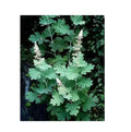 Pure Dried Raw Macleaya Cordata Dried Stem Leaf Macleaya Cordata Roots for Herb