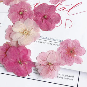 Y-E008 Real Dried Pressed Flower Cherry Pressed Flowers Dried for Resin Card Making Aromatherapy Candle DIY