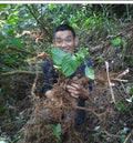 Da Ye Bai Zhi Shan New Wild Mussaenda Esquirolli  Roots for Sale