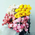 Dried Strawberry Flower Chrysanthemum Helichrysum Bracteatum Angiospermae Dried Flower for Mother's Day Graduation Christmas MegaBDM