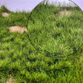 Miniature Sand Table Scene Simulation Small Grass Turf Plant Grass Cluster Military Model