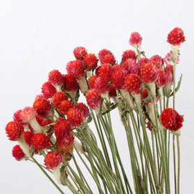 2020 Hot Selling Preserved Globe Amaranth Gomphrena Flowers Valentine's Day Waterproof Indoor/Outdoor High Quality