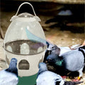 China Manufacture 6L Automatic Transparent Pigeon Drinker for Birds Pigeon Chicken