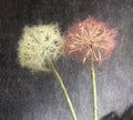 D-DA006 Artificial Dandelion Flowers Lovely Faux Dandelion Flowers for Home Decoration