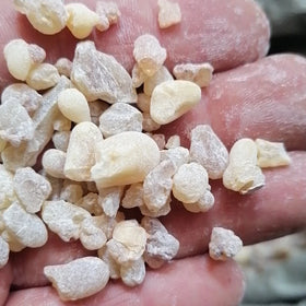 New Dried Raw Whole Boswellia Rivae Resin for Sale