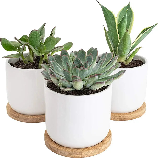 Hot Sale 3.5Inch Ceramic White Cylinder Plant Pots With Drainage Holes Bamboo Trays Modern Flower Planter for Succulent