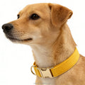 Petkaa Luxury Comfortable Velvet Collar for Small Large Dog in Stock Wholesale Custom Laser logo on Buckle Unique Style Design MegaBDM