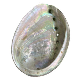 Wholesale Natural Healing Crystal Gemstone Abalone Shells Conch Shells Ornaments for Decoration