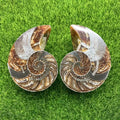 Wholesale Natural Crystal Snail Fossil Conch Mineral Specimen Slice Ammonite Fossil