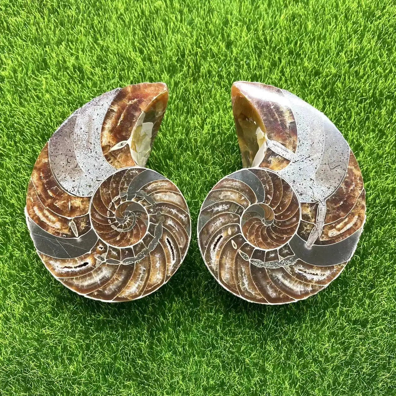 Wholesale Natural Crystal Snail Fossil Conch Mineral Specimen Slice Ammonite Fossil
