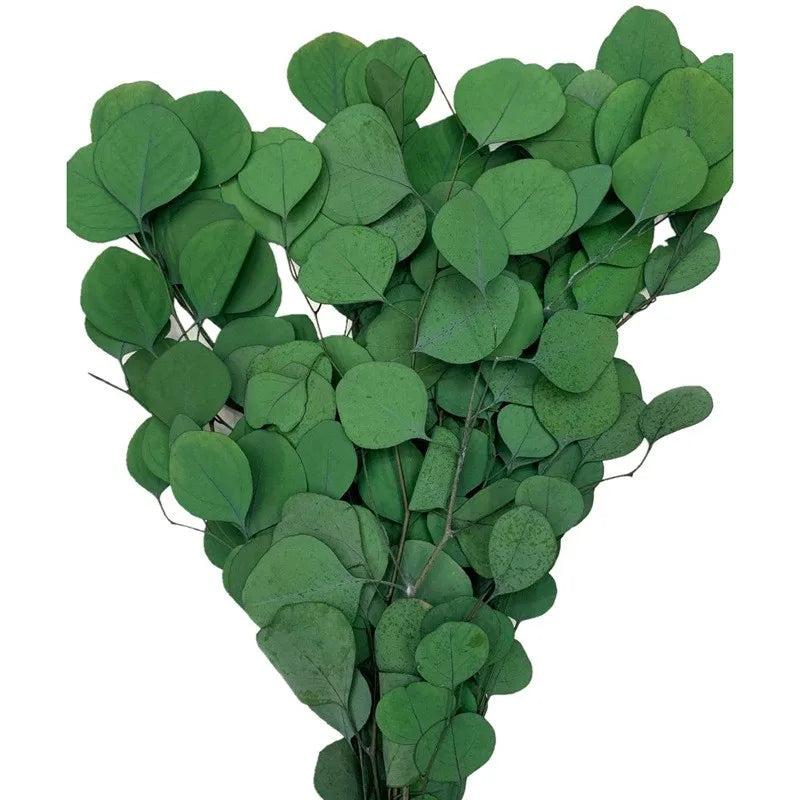 100-120g Dried Preserved Eucalyptus100% Natural Fresh Eucalyptus Leaves Branches for  Bathroom Vase WeddingDecor  (apple Leaves)