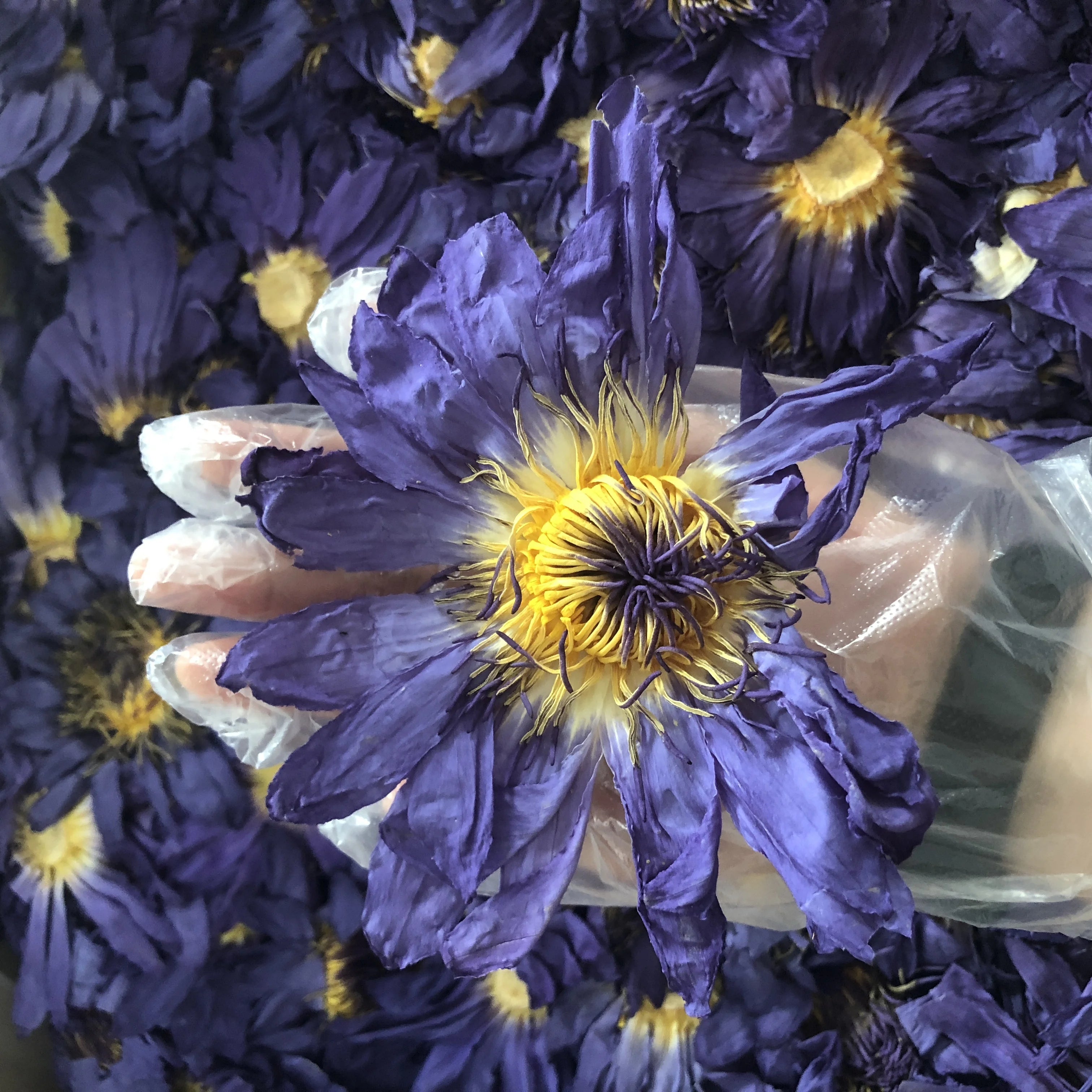 HOV4009 Lan Lian Hua Wholesale Natural Dried Blue Lotus Flower Tea Nymphaea Tetragona