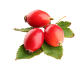 Red Rosehip Oil for Skin Hair Face | Rose Hip Seed Oil - 100% Pure Natural Cold Pressed Carrier Oil Unrefined | Bulk Price 1kg