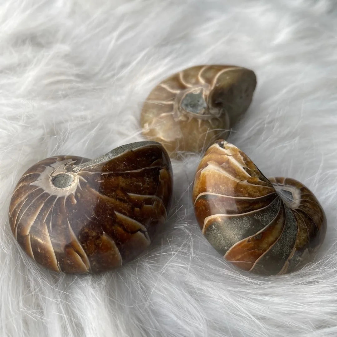 Wholesale Natural Crystal Snail Conch Shell Healing Stones Ammonite for Home Decor Holiday Gifts