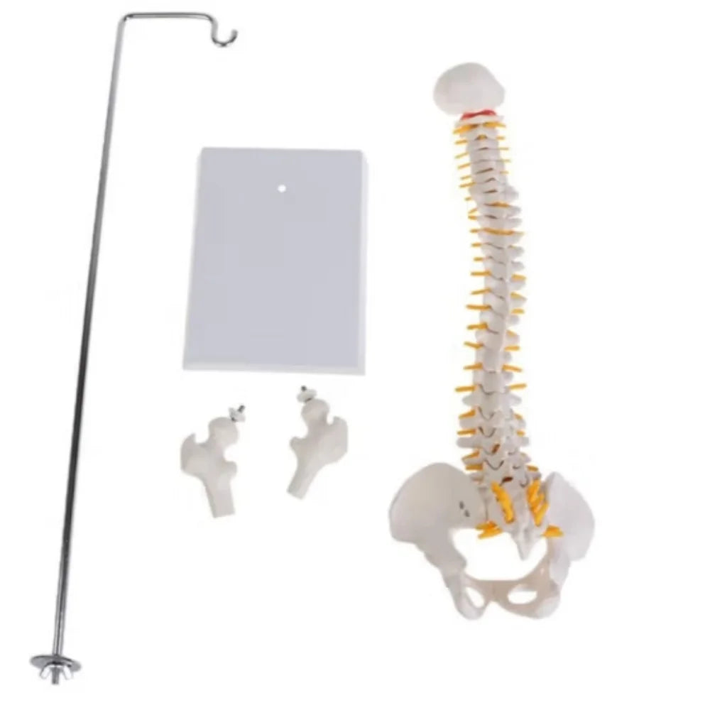 Medical Teaching Skeleton 45 CM Suspended Column Spine Models With Pelvis