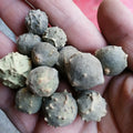 Natural Wholesale Dried Chinese Manjakani for Sale