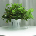 Aisimi Circular Transparent Plastic Dish Hydroponics Indoor Garden Plastic Planting Dish Plant Flowerpot Plastic Dish