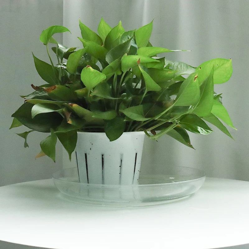 Aisimi Circular Transparent Plastic Dish Hydroponics Indoor Garden Plastic Planting Dish Plant Flowerpot Plastic Dish