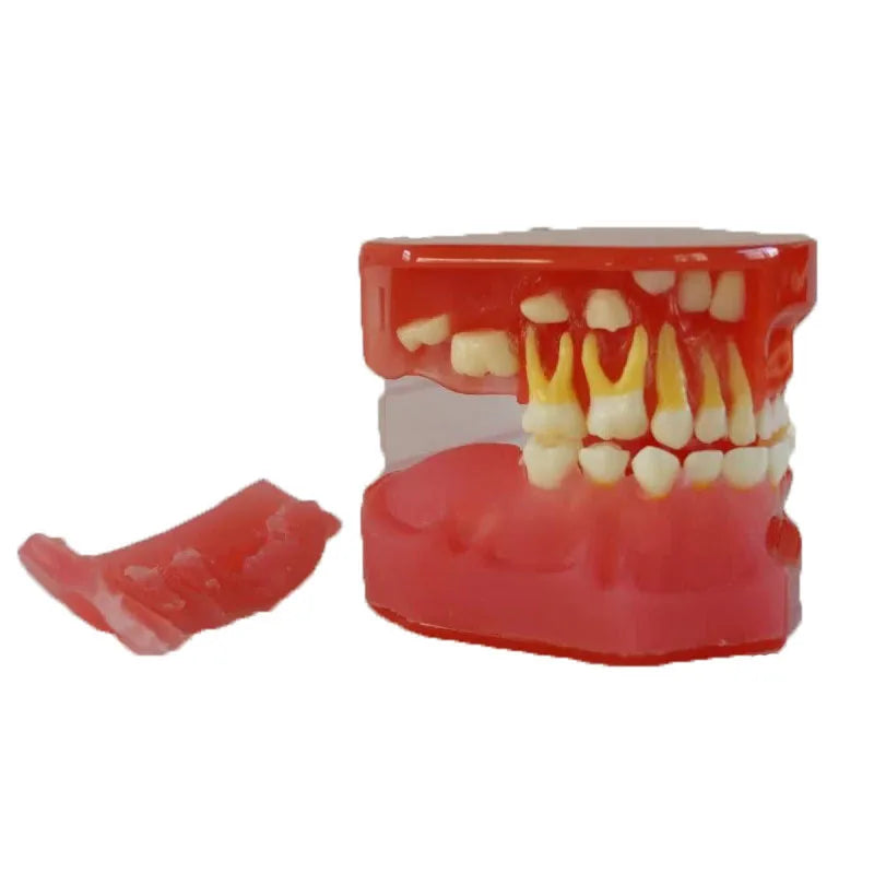 3-Year-Old Clear Mixed Dentition Teeth Model for Medical Science