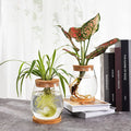 Glass Planter Water Planting Glass Vase with Lid & Wooden Stand Home Office Table Decoration Eco-friendly