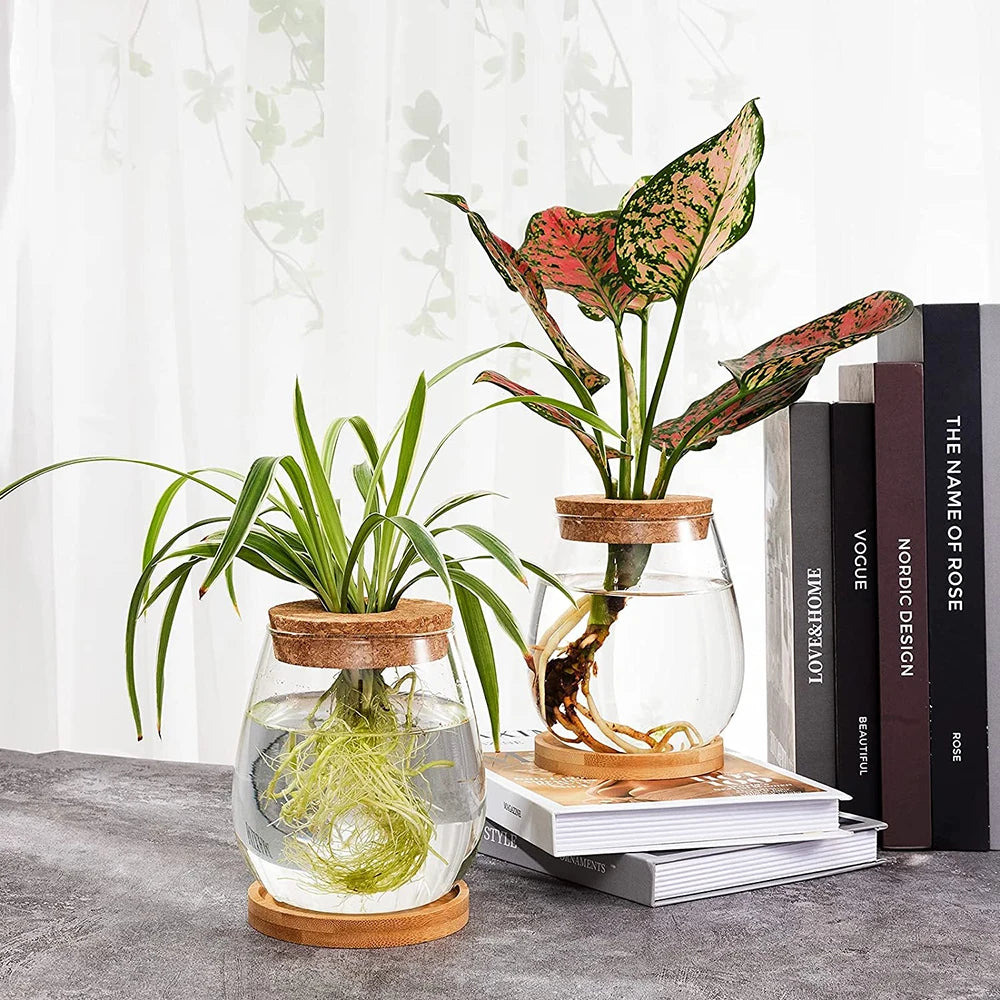 Glass Planter Water Planting Glass Vase with Lid & Wooden Stand Home Office Table Decoration Eco-friendly